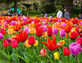 Credit Wellington Botanic Garden