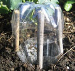 Beer bait for slugs